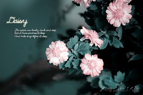 ����ʢ����������� (8)