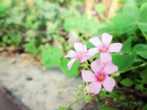 晚安心语:生活就是生下来,活下去 (4)