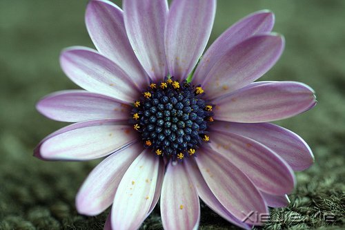 �簲�����δ���������������ǰ�һ���׸����� (7)