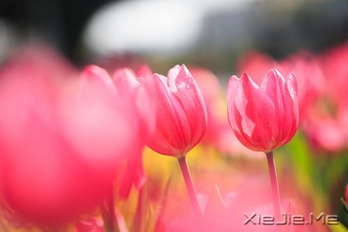 ��������Լ�������