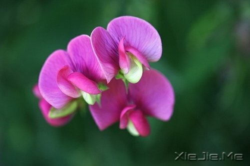 д�˽����ʣ�������һ�� (7)