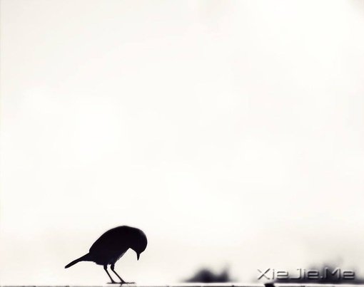 文字:如果有来生,要做一棵树 (5)