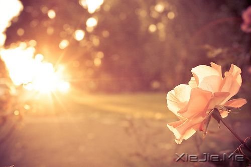 我的孤独是一座花园